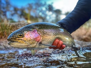 Guadalupe River Trout Fishing (Courtesy of @odomonthefly)