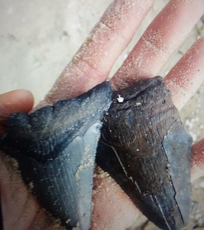 We have some incredible fossils,sharks teeth and beaches.