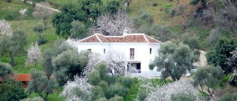 Rosa Alta in January almond blossoms