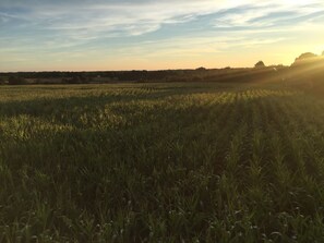 View from the house 