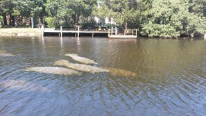 Manatees in (Sea) Cow Creek