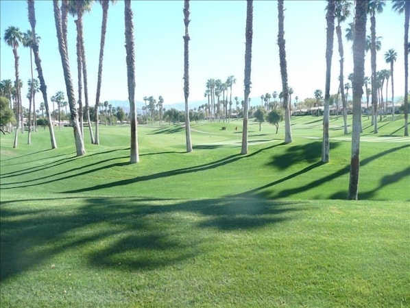 A look out our patio onto the 2nd hole, championship course with all the palms.