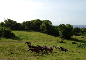 Horses visit daily