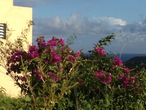 West side of house with flowers