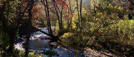 Fall view from the cabin