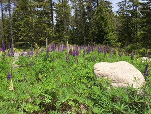 Lupine in bloom. This started with two small plants!!