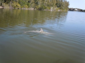Dolphins swim below and around the dock.