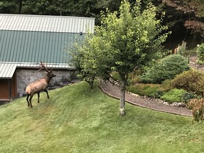 VISITING ELK