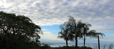 Palm trees and Mauna Loa in the background