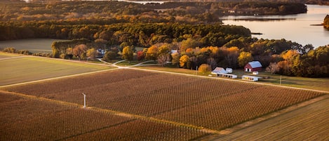 Chatham Farm and Vineyards on Church Creek, Virginia's Eastern Shore
