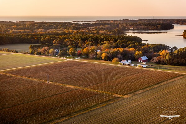 Chatham Farm and Vineyards on Church Creek, Virginia's Eastern Shore