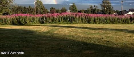 Fireweed and Organic Raspberry Patch