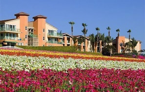 Carlsbad's famous flower fields are directly in front of resort.
