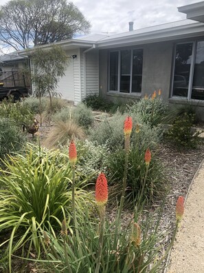 Front native garden. Attracts beautiful native birds. 