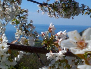 vista dal giardino