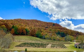 Peak Fall colors Now, pic taken Oct 26, 23' from your hot tub area :) BOOK NOW!