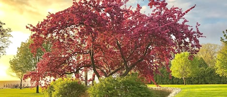 a View from the Patio - Lakeside 