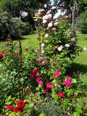 Blick in den Garten