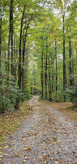 the road less travelled through native pines to village from house...