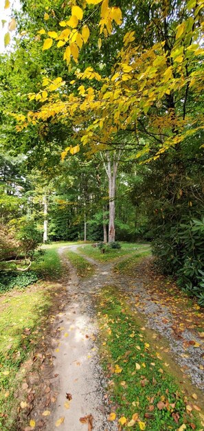 Driveway circle can access many convenient parking spots in adjacent field...