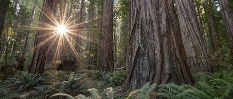 Magestic Redwoods sure to delight!