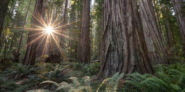 Magestic Redwoods sure to delight!