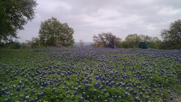 On the road in. Bluebonnets were pretty this year.