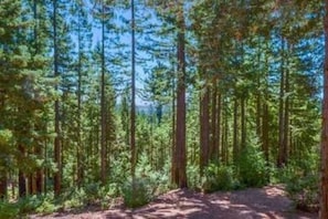 A view of the ocean through the trees in the backyard.