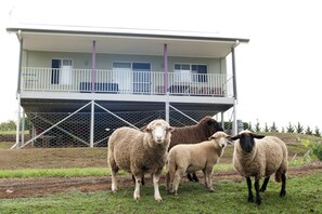 Mumma, Pappa and baby Sheep.. Just lovely pets for you to experience