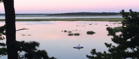 Enjoy the serenity. A heron at sunrise on the float at Half Shell Cottage.