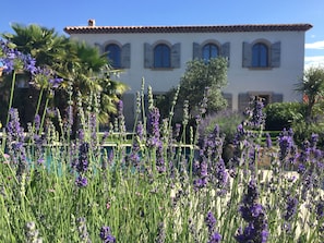 Lavender beds in the garden 
