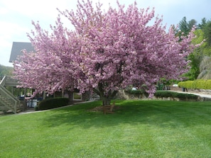 Our Glorious Tree in Spring!