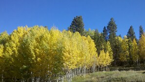 Enjoy the fall in the white mountains!