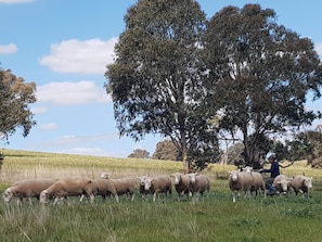 moving sheep