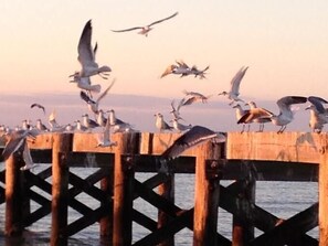 'Happy Dance' -  Enjoy watching seagulls resting & in flight on beach walks.