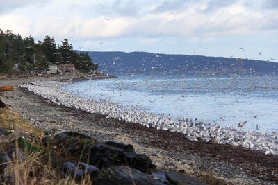 Walk-on Sandy Beach with Outstanding Ocean View,  Qualicum Bay