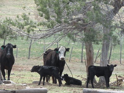 Colorado Bray Ranch Getaway