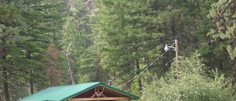 The Elkhorn Cabin with Rocky Mountain Big Horn Sheep in the front yard