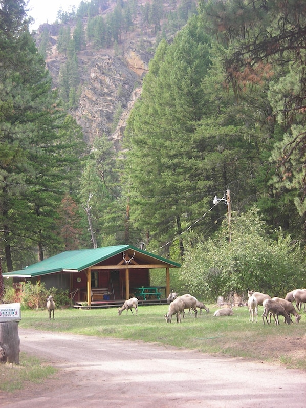 The Elkhorn Cabin with Rocky Mountain Big Horn Sheep in the front yard