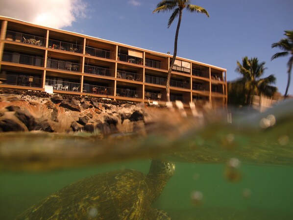 Sea turtles graze out front of Kaleialoha.