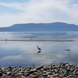 Beach in front of house on low tide