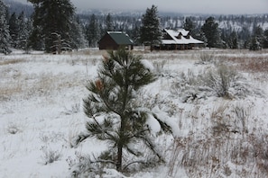There are lots of growing pine trees in the 20 acres of land.