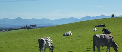 Atemberaubenter Blick 
der Allgäuer Alpen