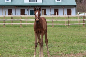 Our new filly! Born 3/10/19