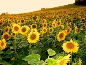Sunflowers fields bloom July through August