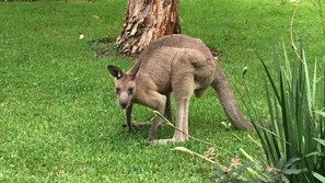 A local helps to mow the front lawn