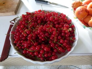 red currents and apricots just harvested