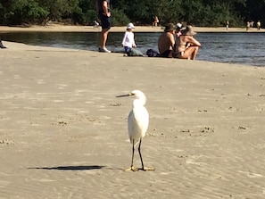 On back Guaratuba´s river and one of its habitants