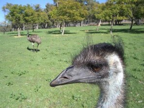 The emus