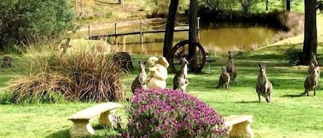 Peaceful outlook angel water outlet with visiting kangaroos and dam with jetty